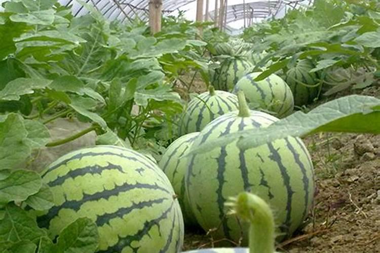 种植西瓜用什么肥料最佳