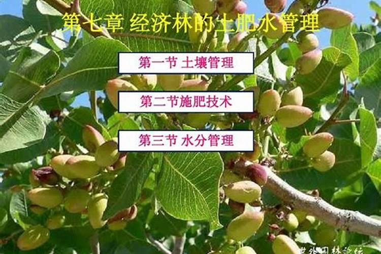 棉花的需肥规律 棉花怎么施肥能高产