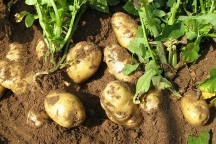 硅肥是什么肥料？硅肥有什么作用？种植农作物如何施用硅肥？
