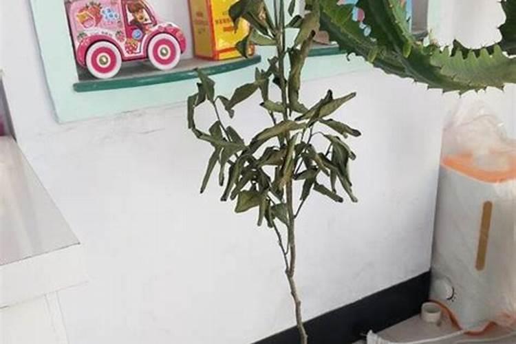 松树皮能放在茶花土壤里吗