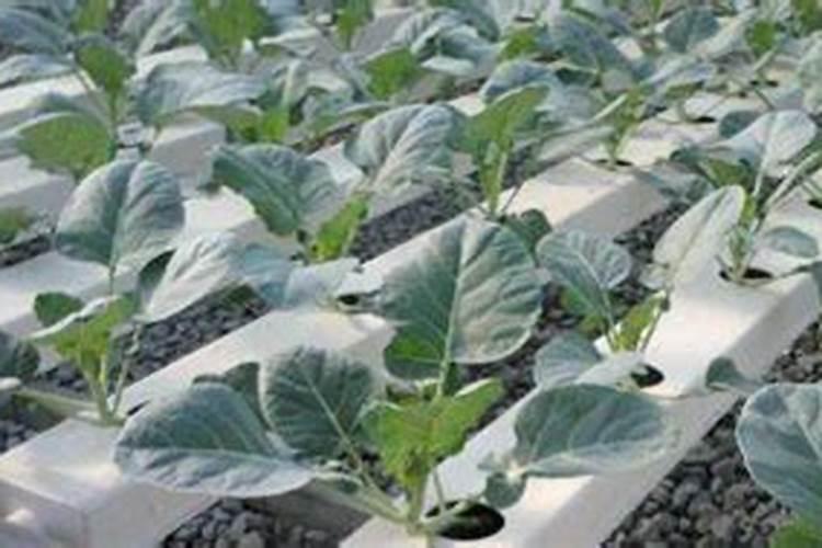 多肉植物用什么肥料复合肥可以吗