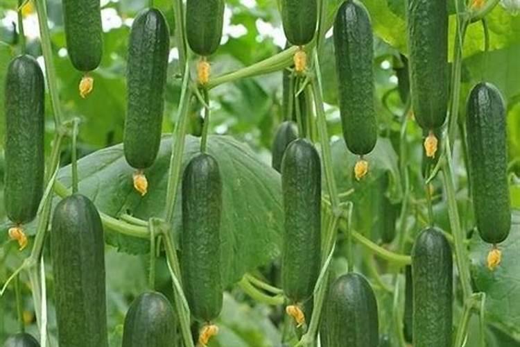 黄瓜用平衡肥好还是高钾肥 黄瓜用什么肥料好