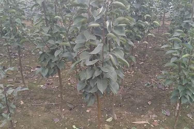 橡胶种植技术