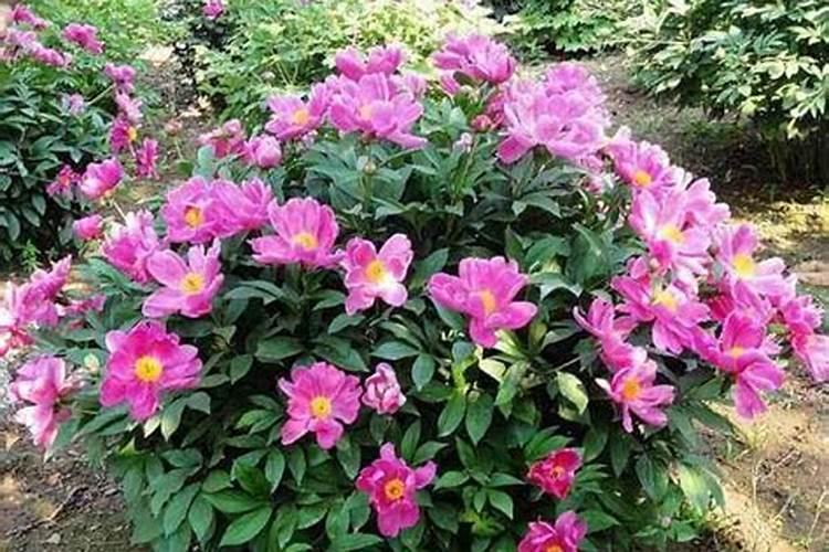 芍药施什么肥最好