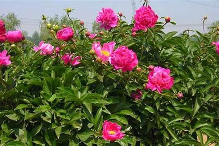 芍药刚出芽如何施肥