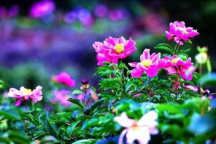 芍药施什么肥最好