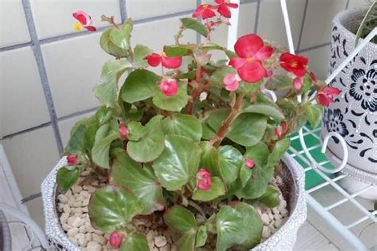 复合肥浇花兑水比例