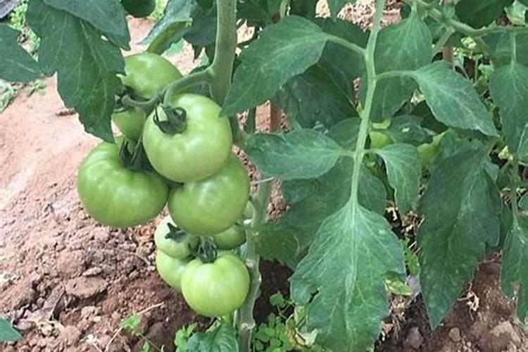 种植西红柿用钙肥红吗？