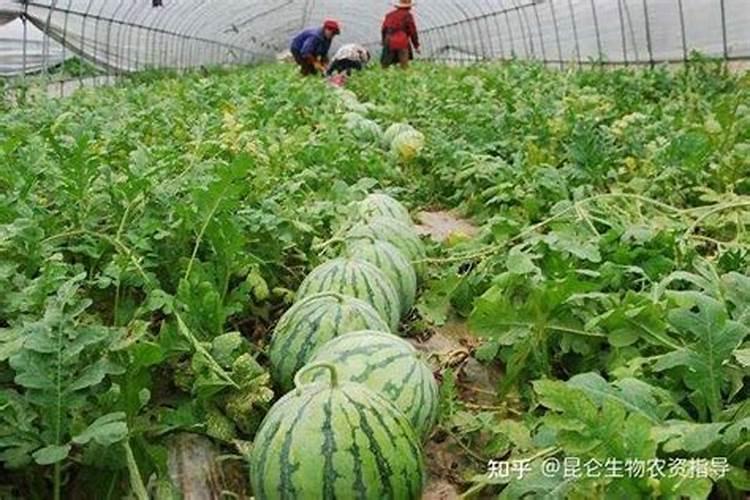 氮磷钾化肥的区分