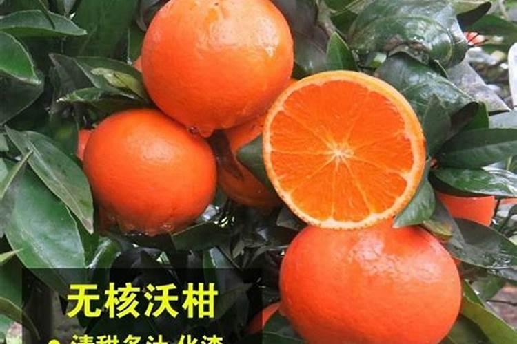 橙子幼苗定技是不是把主干剪掉？