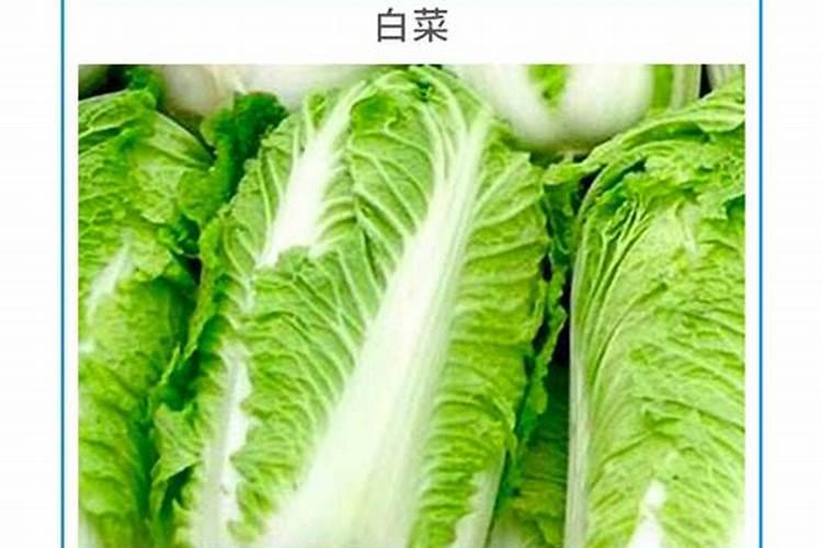 白菜不包心怎么办 天冷了大白菜不包心怎么办