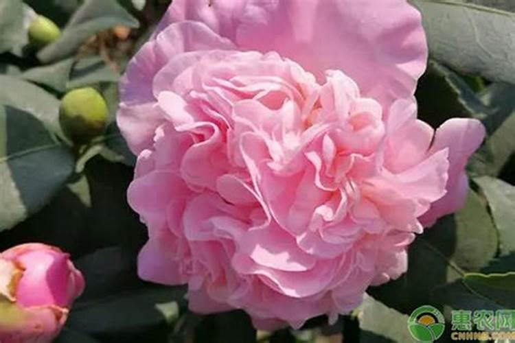盆栽茶花上什么肥最好(茶花施什么肥)