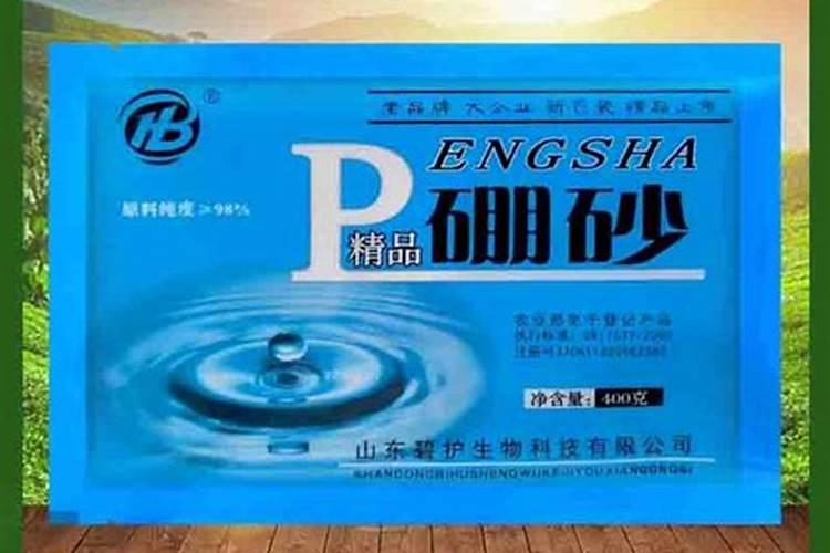 菠萝树是什么样子的？