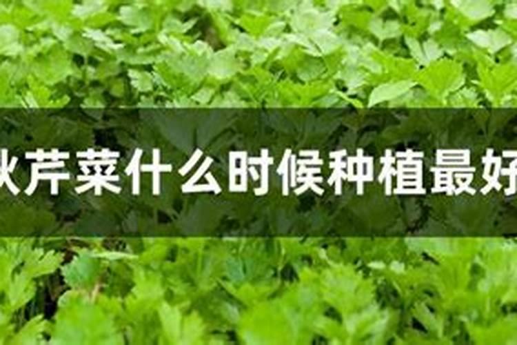 芹菜叶面肥用什么好 注意事项有哪些