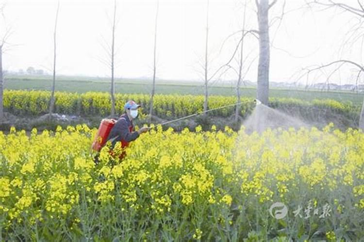 芹菜生长期多少天追肥一次比较合适？