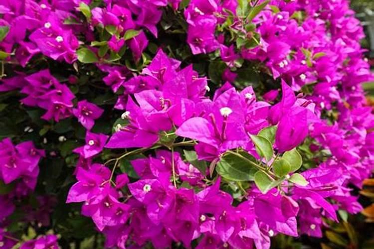 三角梅花期如何浇水施肥