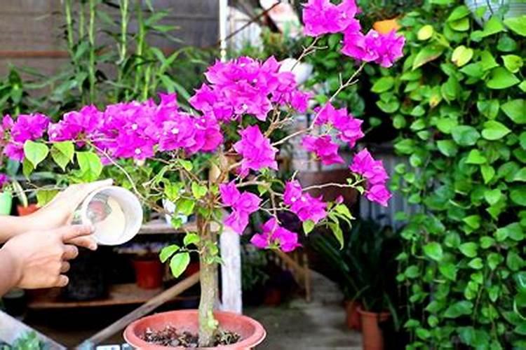 三角梅开花初期怎么浇水施肥