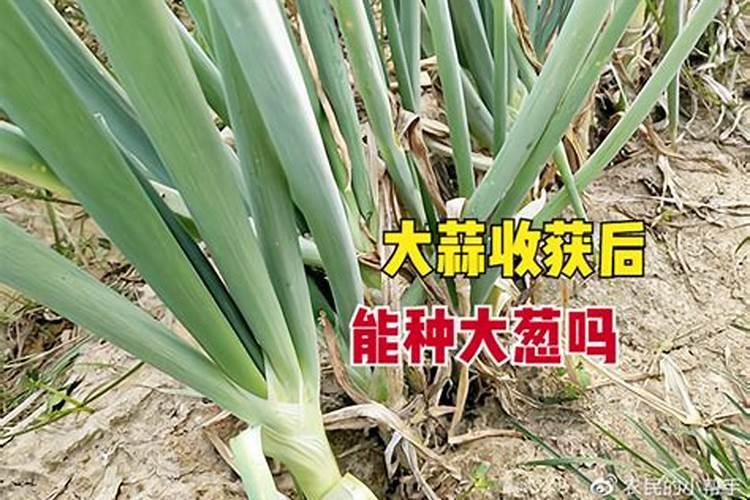 大蒜什么时候施肥最好 大蒜的施肥时间