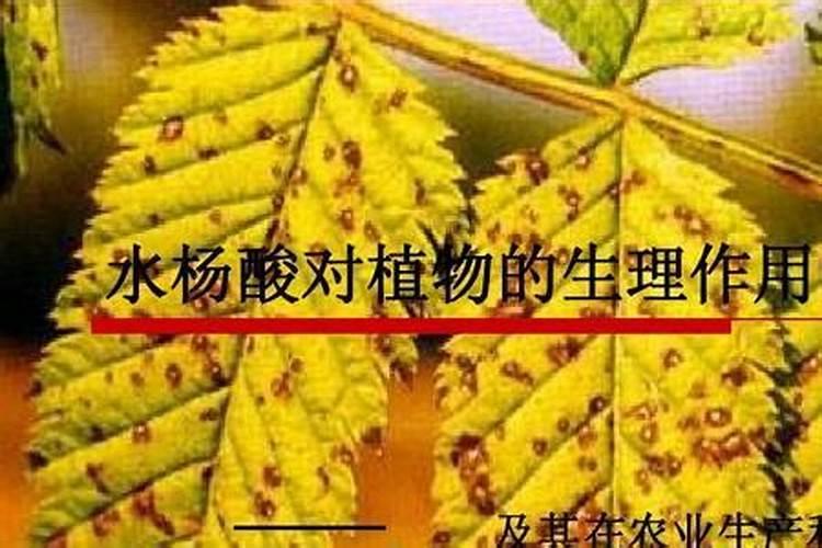 发财树浇什么水长得最旺