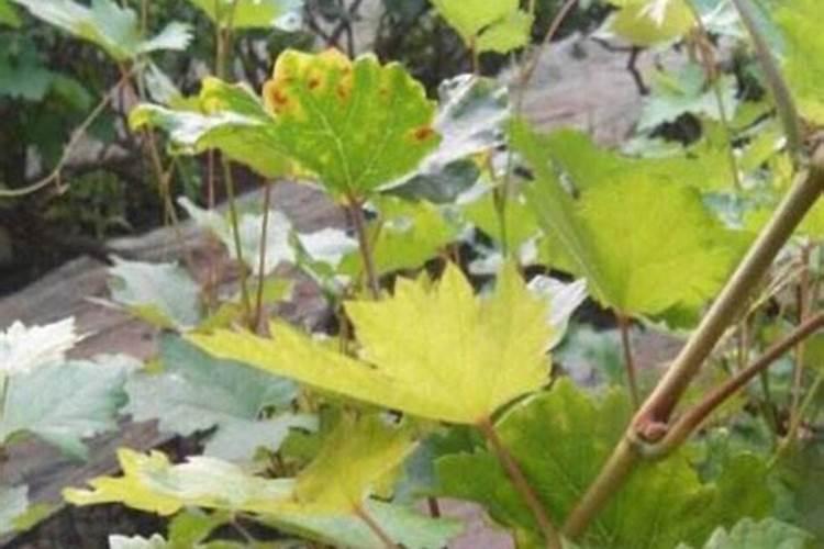过磷酸钙适合哪些植物,怎么用最好