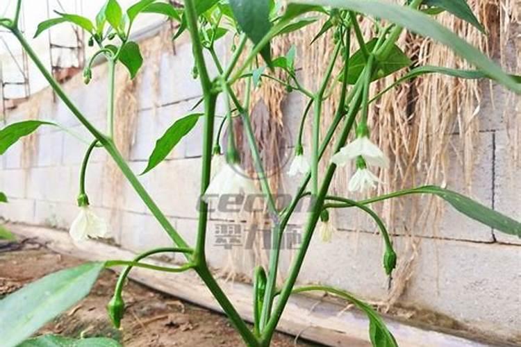种植辣椒有哪几种施肥方法 施哪种肥比较好