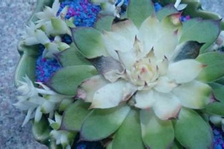 矿源黄腐酸钾对棉花的作用？黑金晶冲施矿源一亩地多少用量