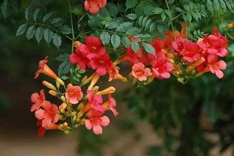 凌霄花施什么肥料长得好