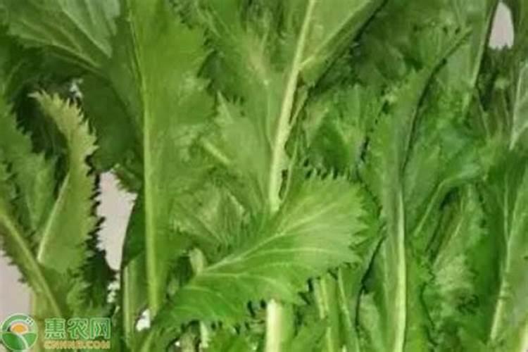 芥菜怎么了？用什么药好？
