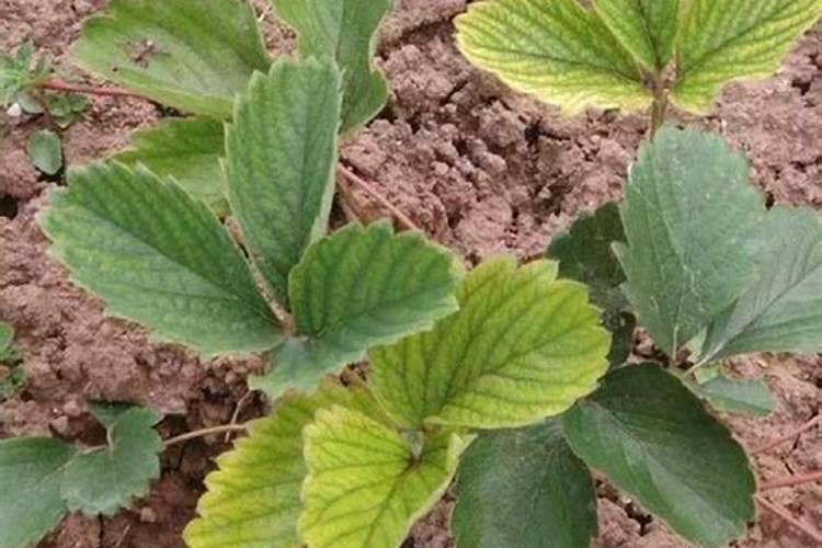 栀子花开花期可以使用磷酸二氢钾浇灌吗？