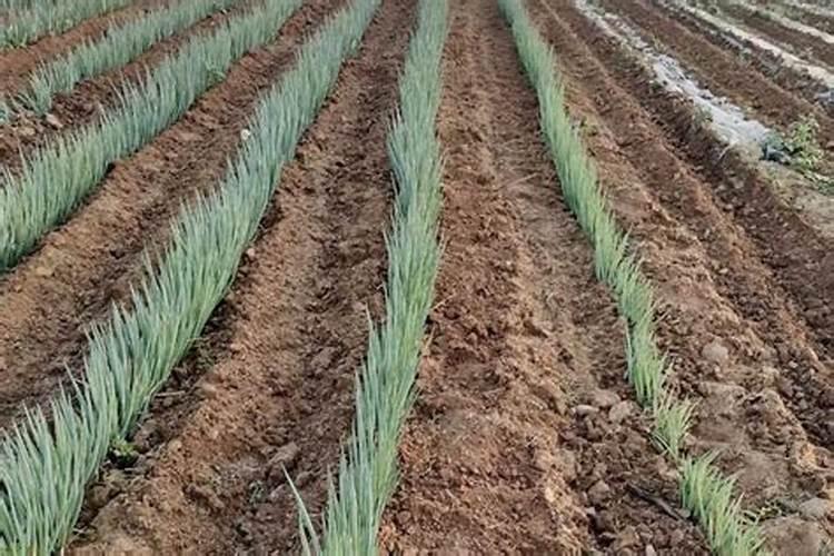 大豆开花期打什么叶面肥好 大豆用什么肥