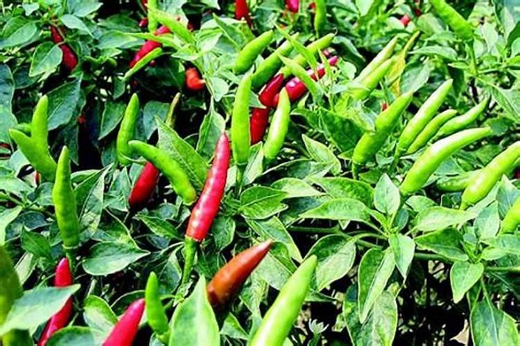 哪些蔬菜食物含钾最多、钾对人体有什么好处？