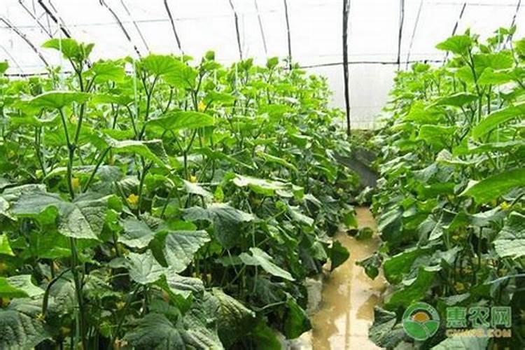 种植大白菜怎样施肥才产量高(种大白菜需要什么底肥)
