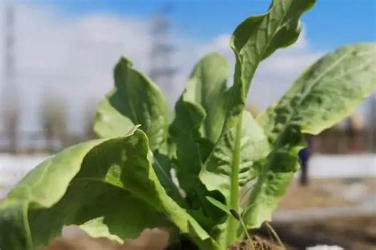 蔬菜幼苗能用生根剂吗？