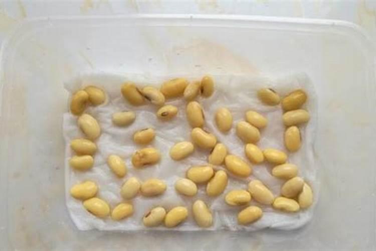 菠萝蜜种植后用什么肥料