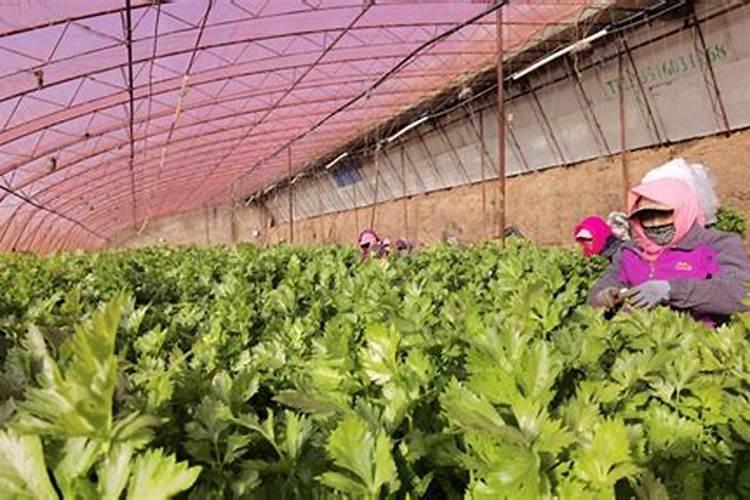 蔬菜叶面肥木醋液代理批发