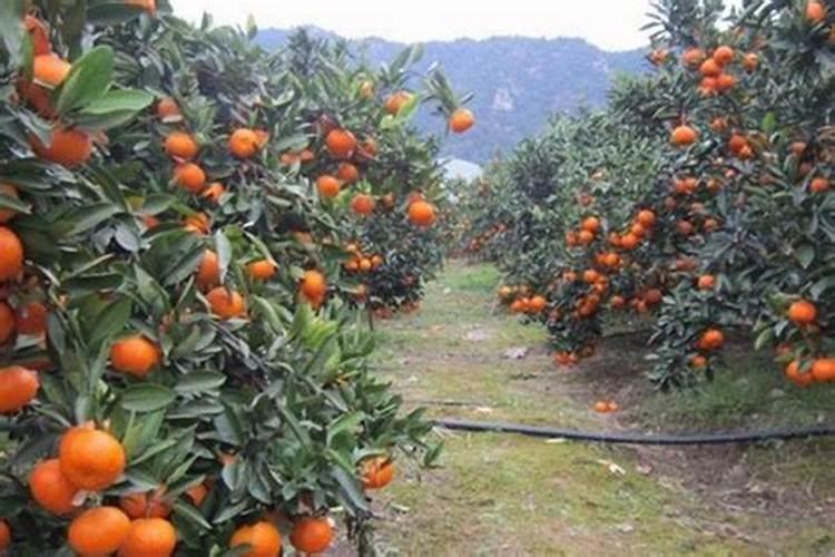 买金桔树为什么结的果实特酸