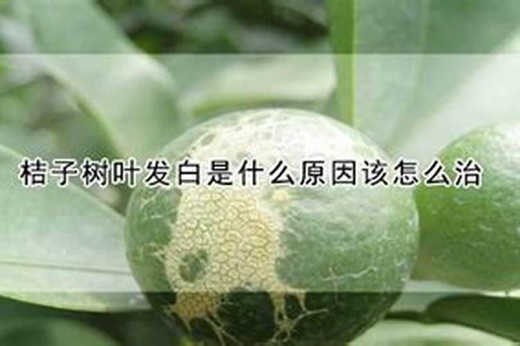 盆栽的橘子为什么很酸口感很干水分不足？