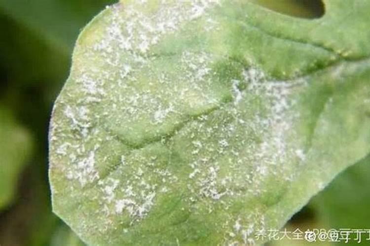 甜瓜白粉病防治