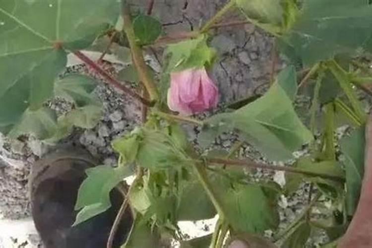 棉花每个生长周期的施肥方案 施肥用一铵还是用二铵
