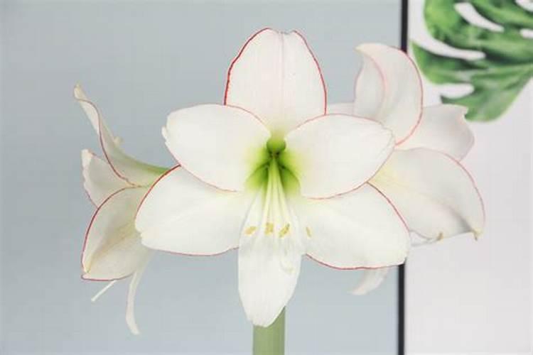 自家种蔬菜用什么肥最好