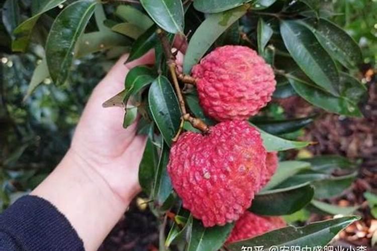 黄豆被水淹了叶子发黄了该怎么办