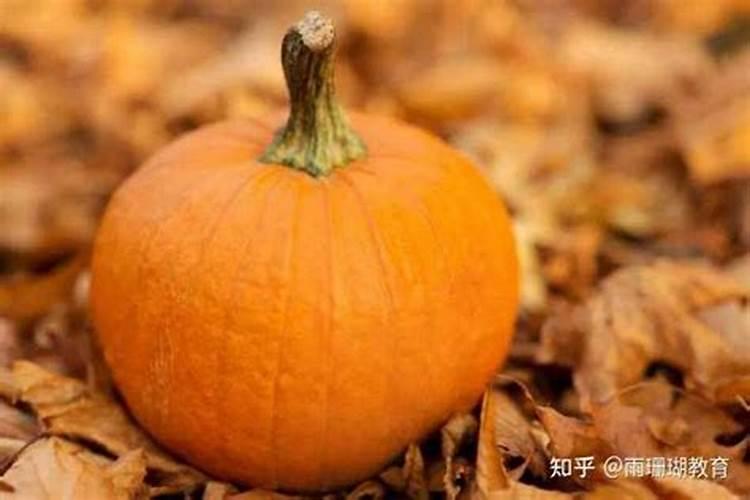 西红柿苗控旺过度怎么办