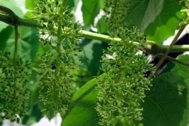柴胡苗后打什么除草剂不伤苗