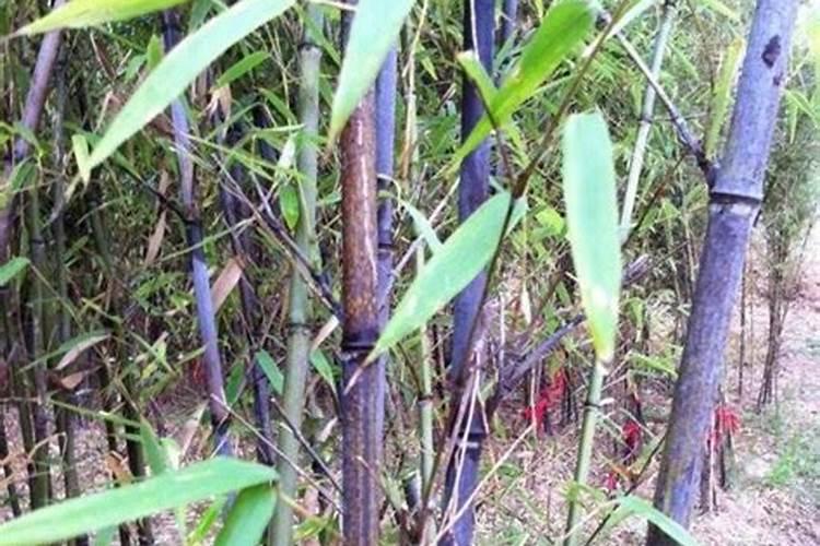 紫竹水栽培方法(紫竹浇水和施肥方法)