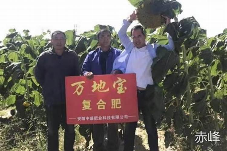 油菜吃的时候为什么要用盐水泡