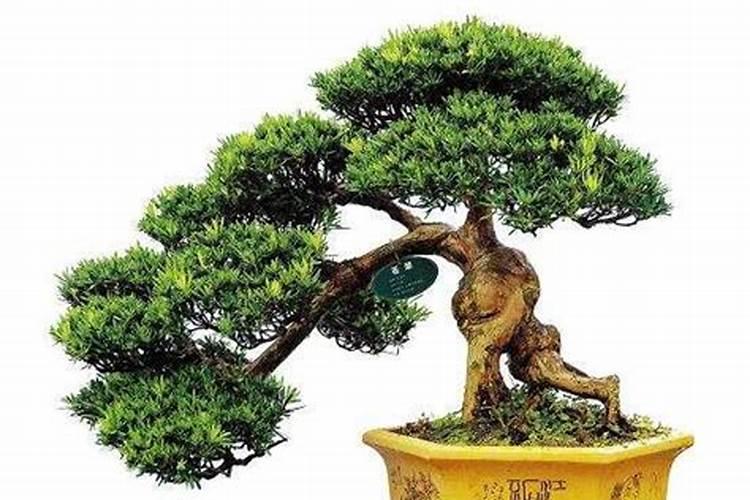 罗汉松开花后需要怎么处理？