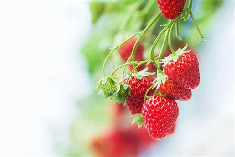 草莓增加硬度的方法是补充钙肥,有几种方法可以有效补充钙肥？