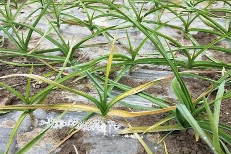 茄子长的慢喷什么叶面肥好？