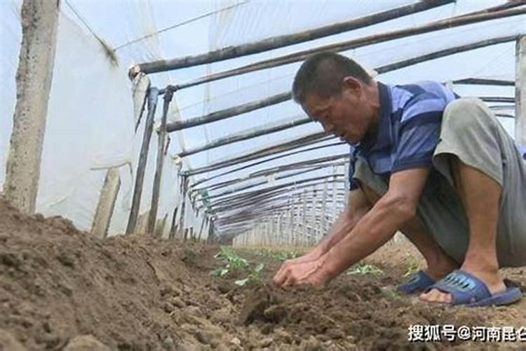 草木灰如何做有机肥料