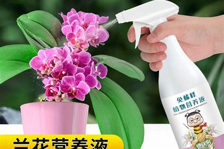 蝴蝶兰快开花时应该如何浇水施肥